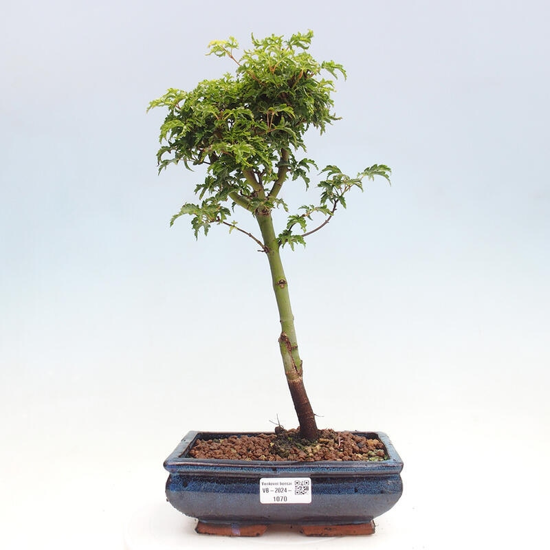 Outdoor bonsai - Acer palmatum Shishigashira maple