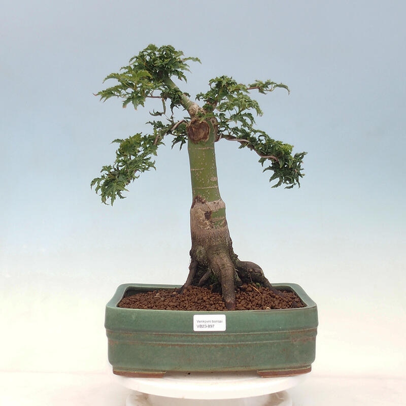 Bonsai im Freien - Acer palmatum Shishigashira