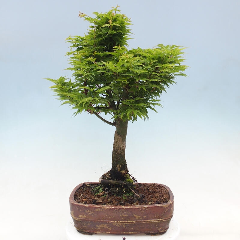 Bonsai im Freien - Acer palmatum Shishigashira