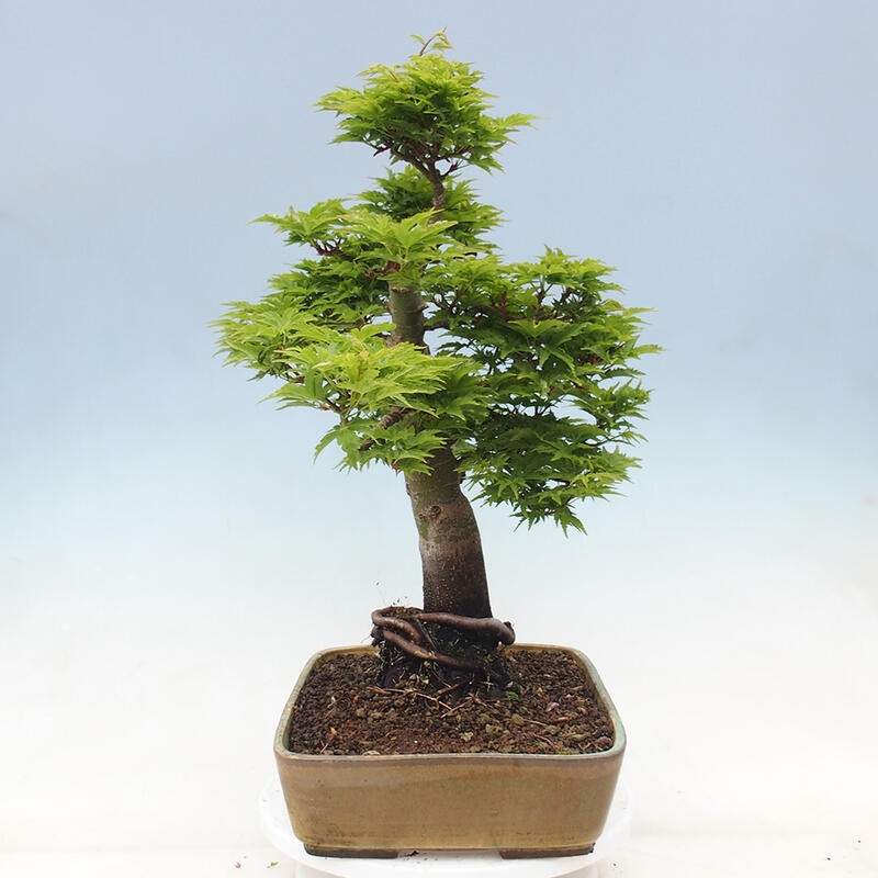 Bonsai im Freien - Acer palmatum Shishigashira