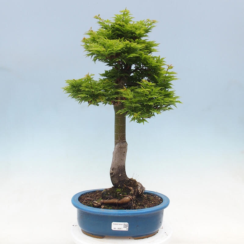 Bonsai im Freien - Acer palmatum Shishigashira