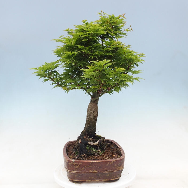 Bonsai im Freien - Acer palmatum Shishigashira