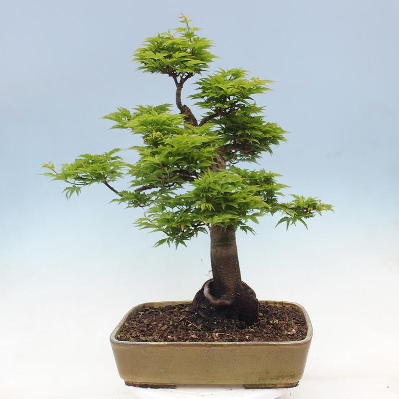 Bonsai im Freien - Acer palmatum Shishigashira