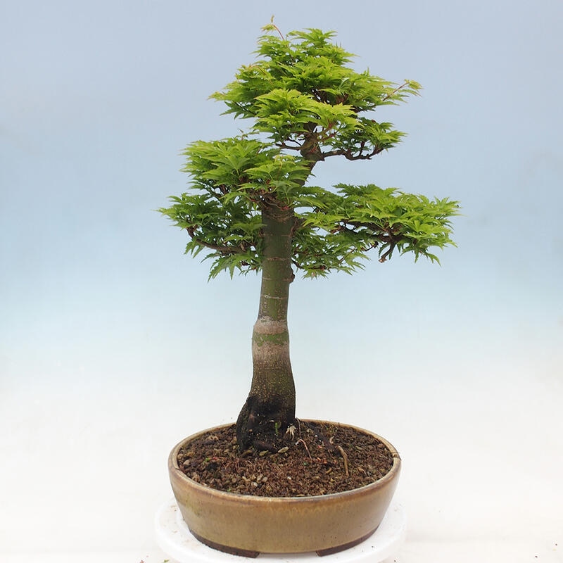 Bonsai im Freien - Acer palmatum Shishigashira