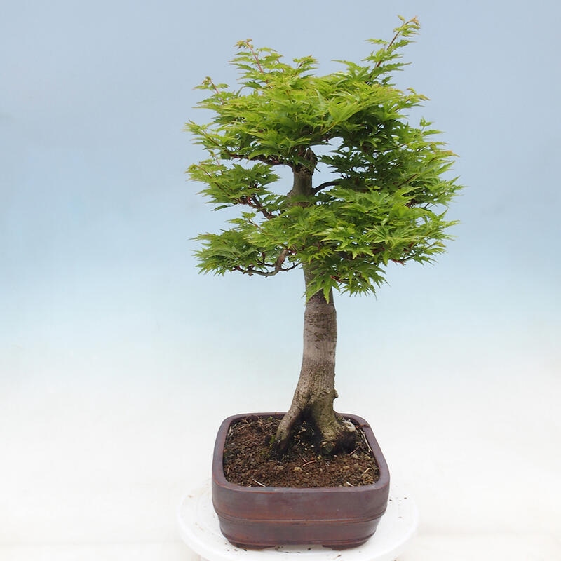 Bonsai im Freien - Acer palmatum Shishigashira