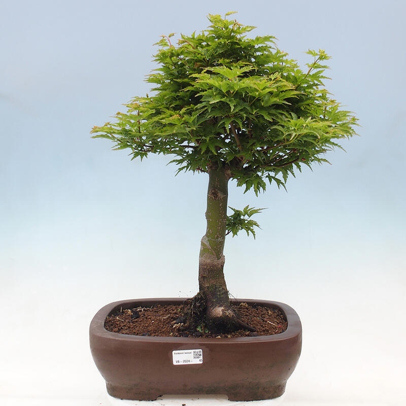 Bonsai im Freien - Acer palmatum Shishigashira