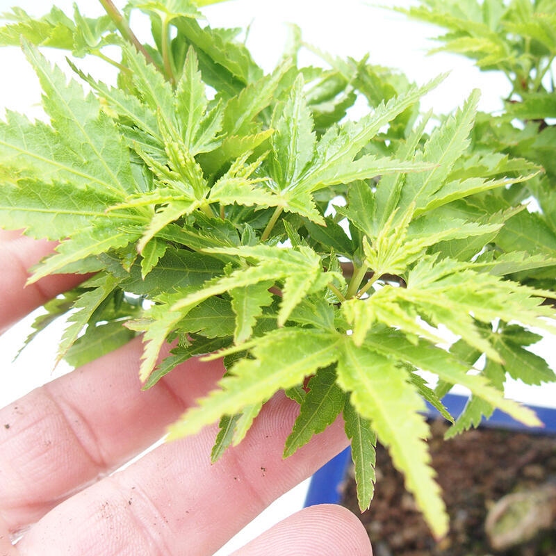 Bonsai im Freien - Acer palmatum Shishigashira