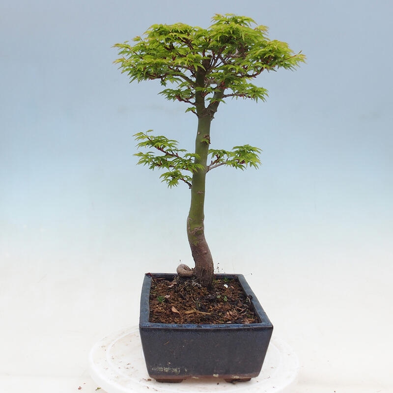 Bonsai im Freien - Acer palmatum Shishigashira