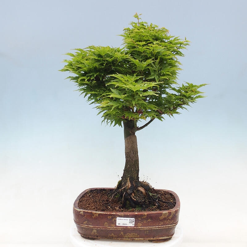 Bonsai im Freien - Acer palmatum Shishigashira