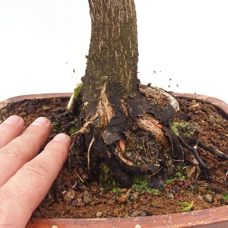 Bonsai im Freien - Acer palmatum Shishigashira