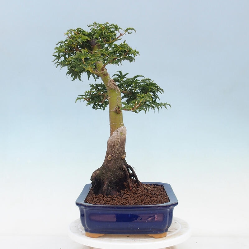 Bonsai im Freien - Acer palmatum Shishigashira