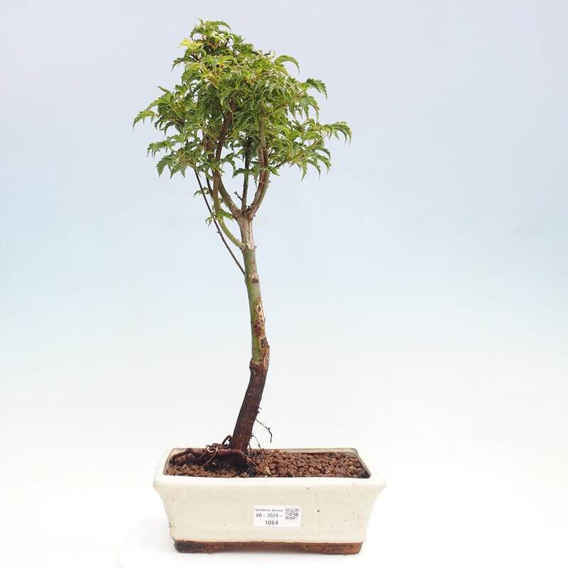 Outdoor bonsai - Acer palmatum Shishigashira maple