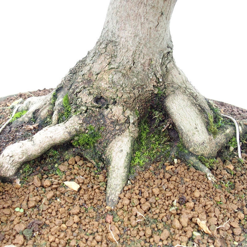 Outdoor bonsai - French Maple - Acer Nonspessulanum