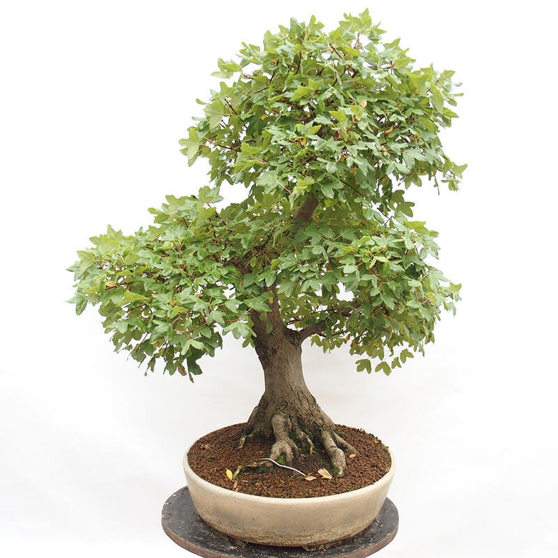 Outdoor bonsai - French Maple - Acer Nonspessulanum