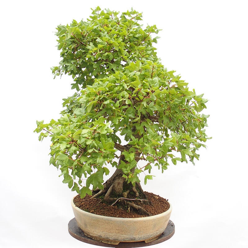 Outdoor bonsai - French Maple - Acer Nonspessulanum