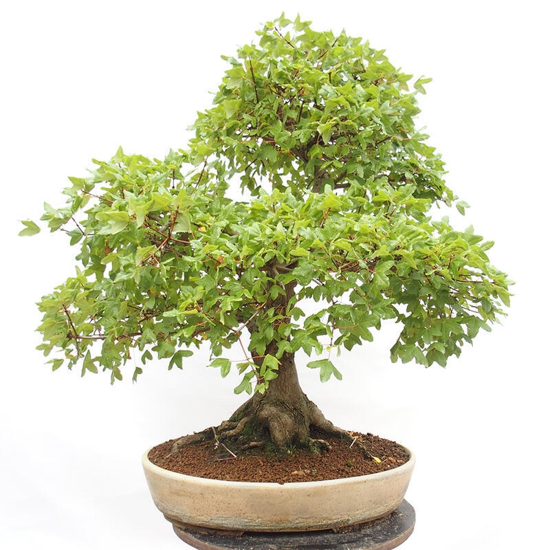 Outdoor bonsai - French Maple - Acer Nonspessulanum