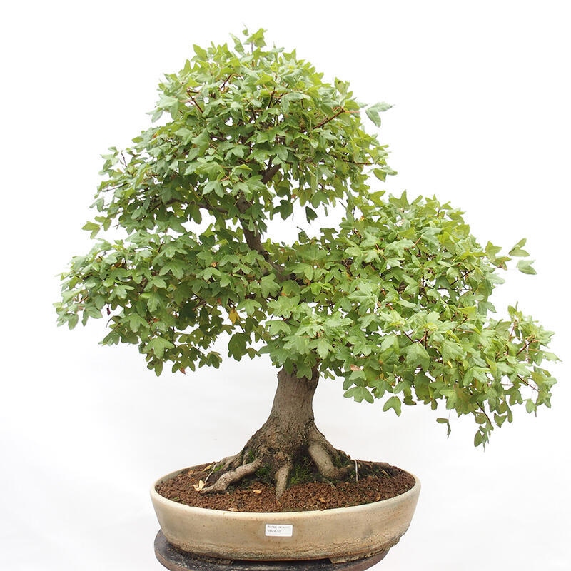 Outdoor bonsai - French Maple - Acer Nonspessulanum