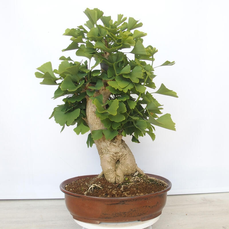 Outdoor bonsai - Jinan biloba - Ginkgo biloba