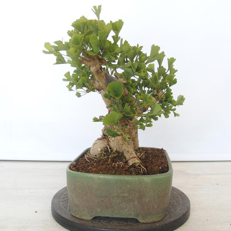 Outdoor bonsai - Jinan biloba - Ginkgo biloba