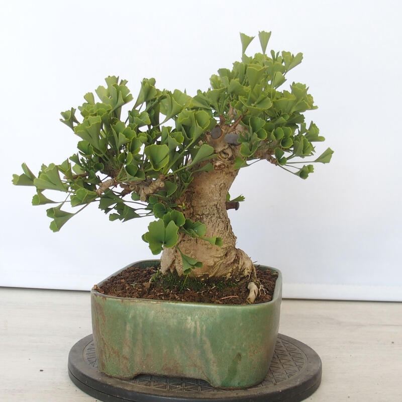 Outdoor bonsai - Jinan biloba - Ginkgo biloba