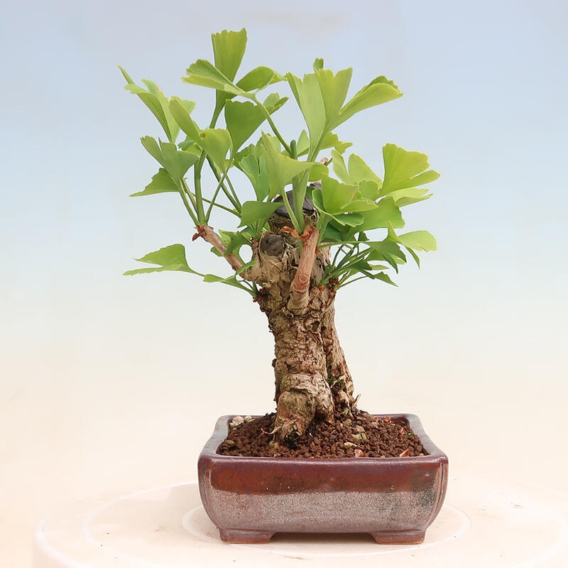 Outdoor bonsai - Ginkgo biloba - Ginkgo biloba