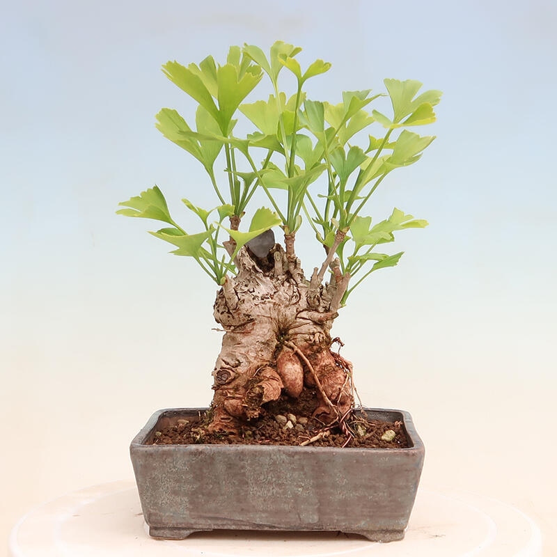 Outdoor bonsai - Ginkgo biloba - Ginkgo biloba