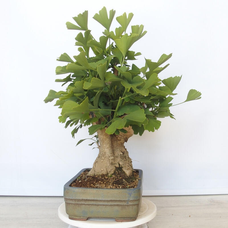 Outdoor bonsai - Jinan biloba - Ginkgo biloba