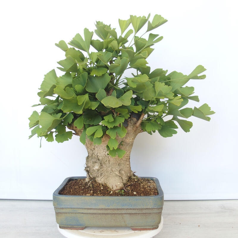 Outdoor bonsai - Jinan biloba - Ginkgo biloba