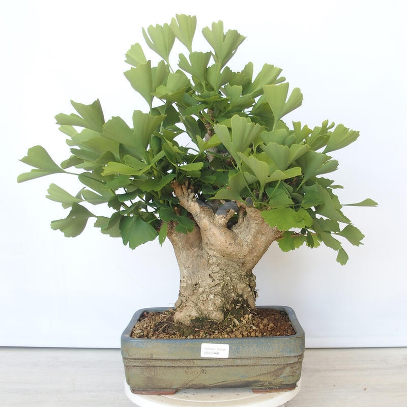 Outdoor bonsai - Jinan biloba - Ginkgo biloba