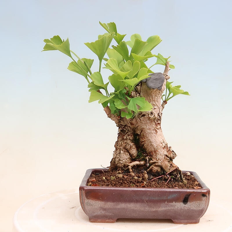 Outdoor bonsai - Ginkgo biloba - Ginkgo biloba