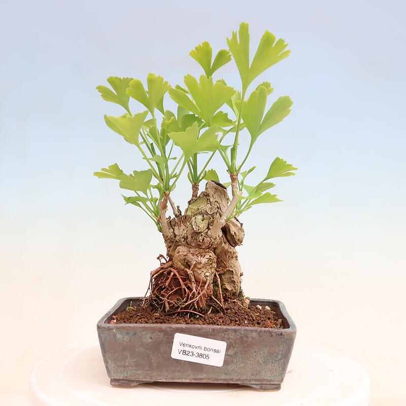 Outdoor bonsai - Ginkgo biloba - Ginkgo biloba