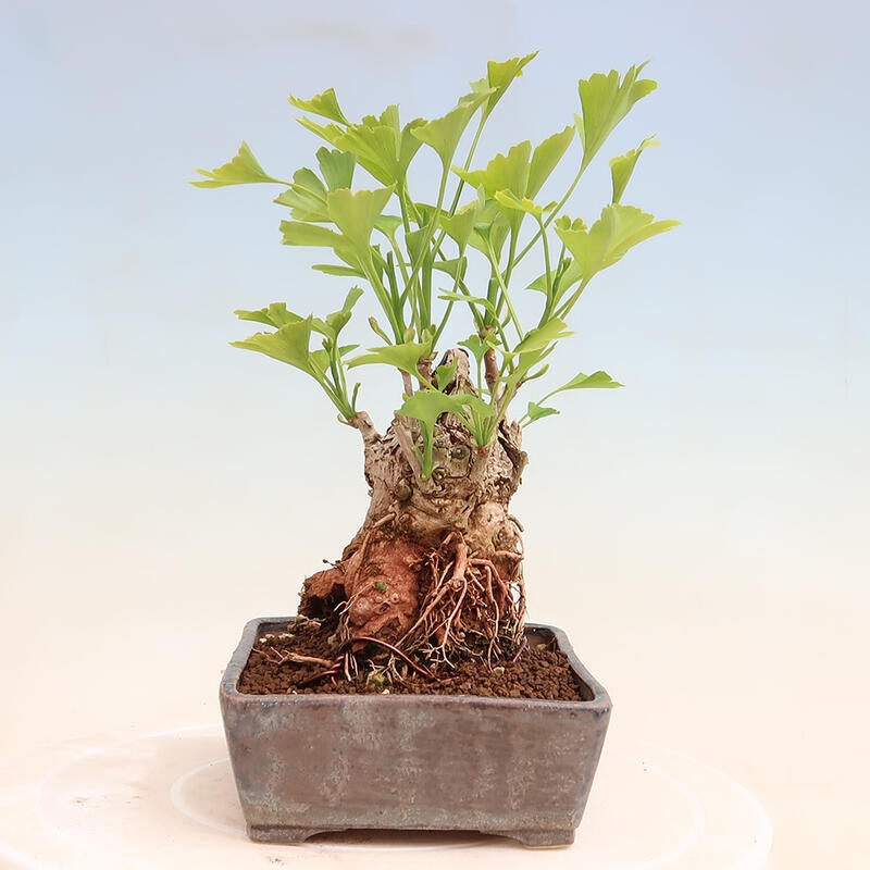 Outdoor bonsai - Ginkgo biloba - Ginkgo biloba