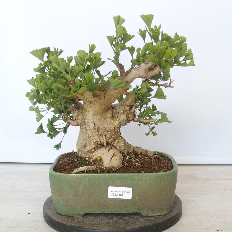 Outdoor bonsai - Jinan biloba - Ginkgo biloba