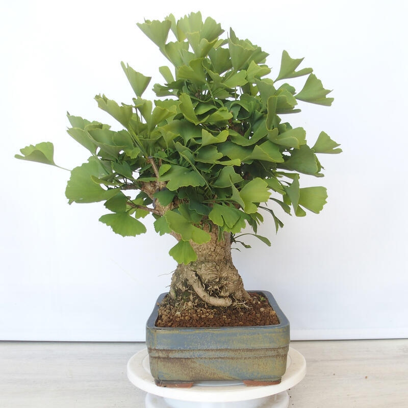 Outdoor bonsai - Jinan biloba - Ginkgo biloba