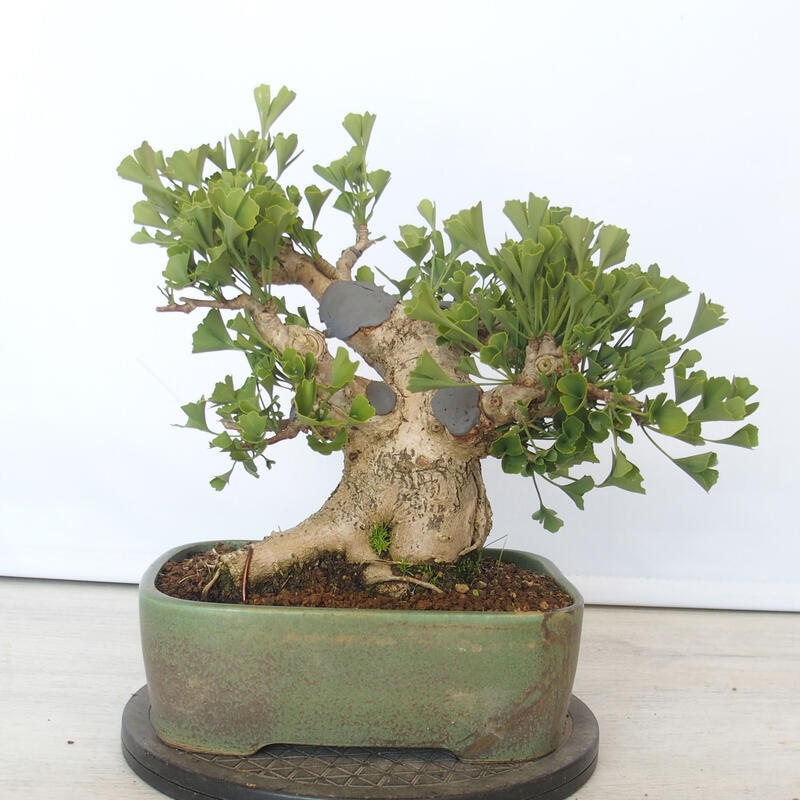 Outdoor bonsai - Jinan biloba - Ginkgo biloba