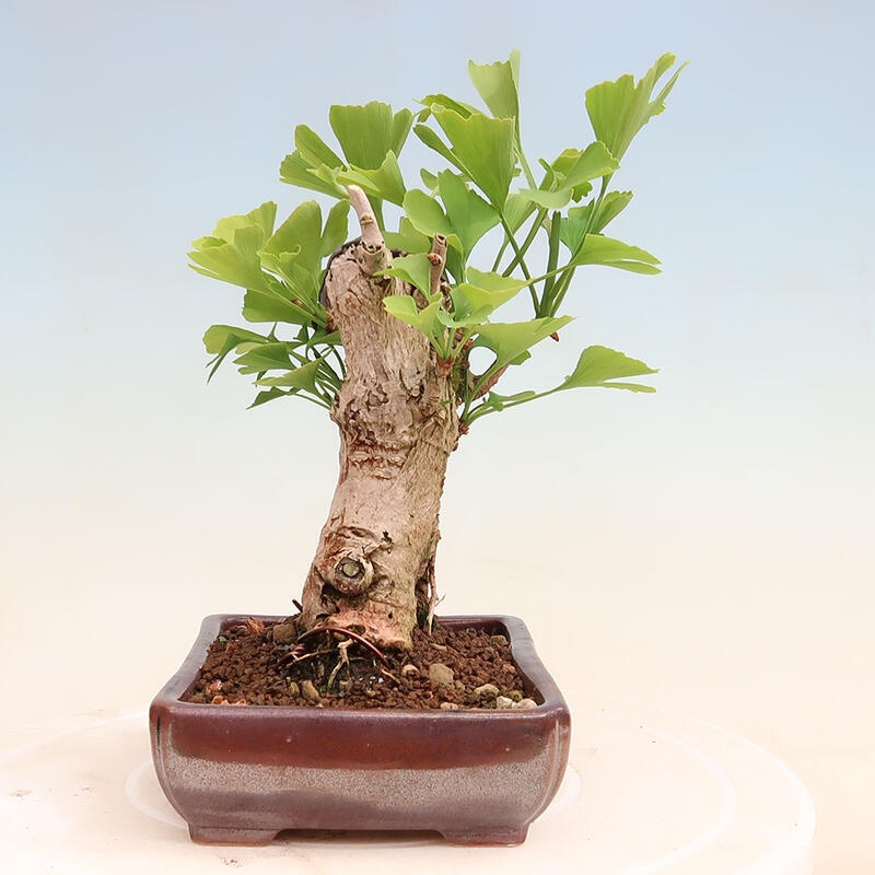 Outdoor bonsai - Ginkgo biloba - Ginkgo biloba