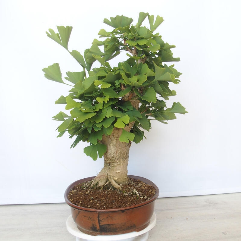 Outdoor bonsai - Jinan biloba - Ginkgo biloba