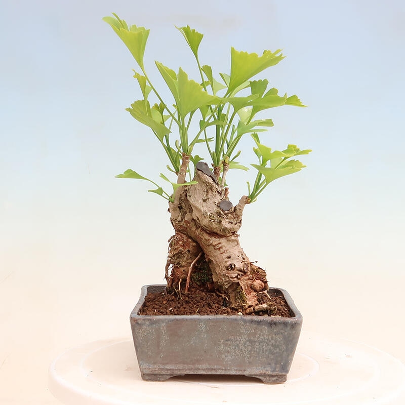 Outdoor bonsai - Ginkgo biloba - Ginkgo biloba