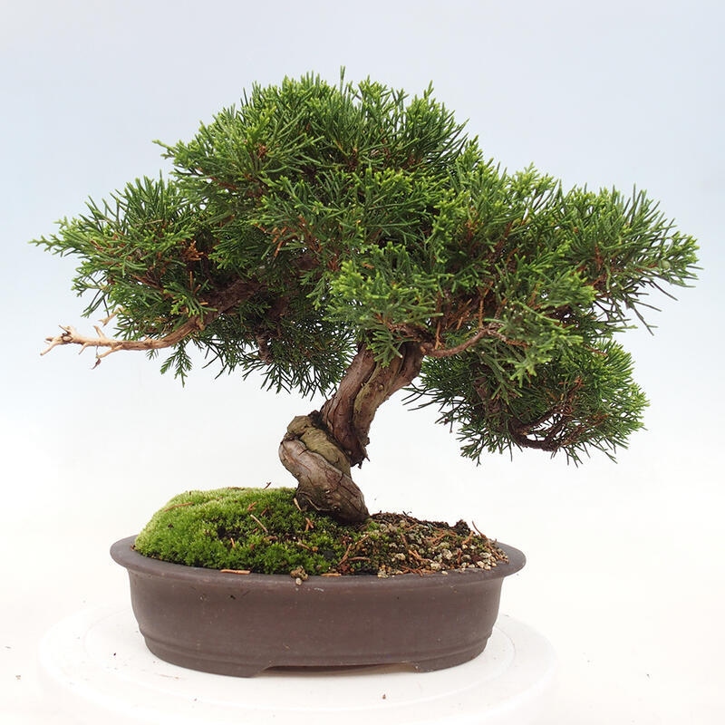 Outdoor bonsai - Juniperus chinensis Itoigawa-Chinese Juniper