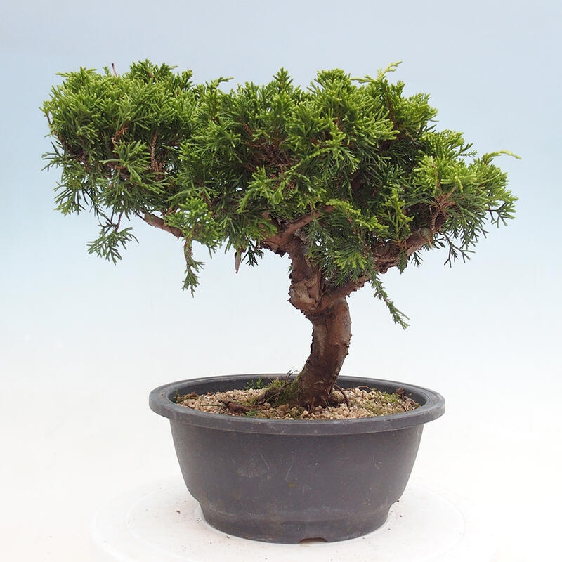 Outdoor bonsai - Juniperus chinensis Itoigawa - Chinese juniper