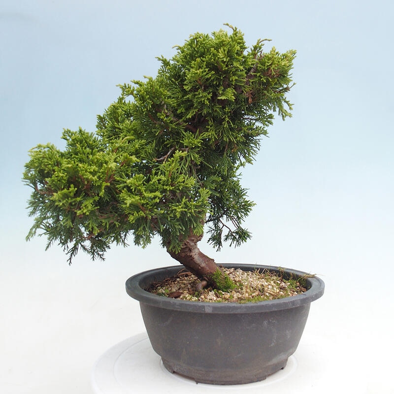 Outdoor bonsai - Juniperus chinensis Itoigawa - Chinese juniper