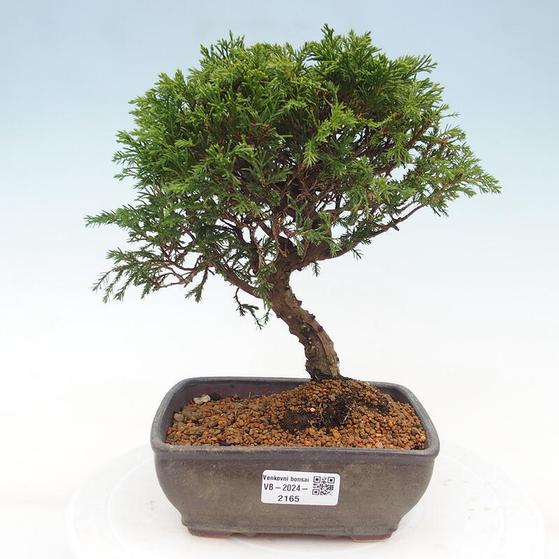 Outdoor bonsai - Juniperus chinensis Itoigawa - Chinese juniper