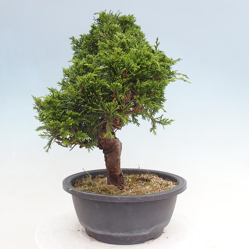 Outdoor bonsai - Juniperus chinensis Itoigawa - Chinese juniper