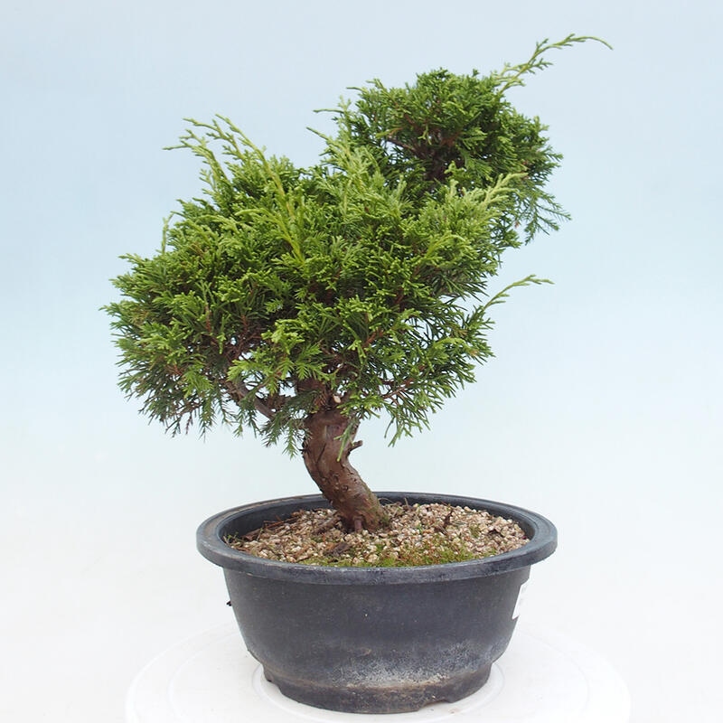 Outdoor bonsai - Juniperus chinensis Itoigawa - Chinese juniper