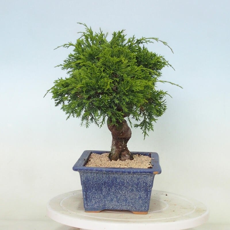 Outdoor bonsai - Juniperus chinensis Itoigawa - Chinese juniper