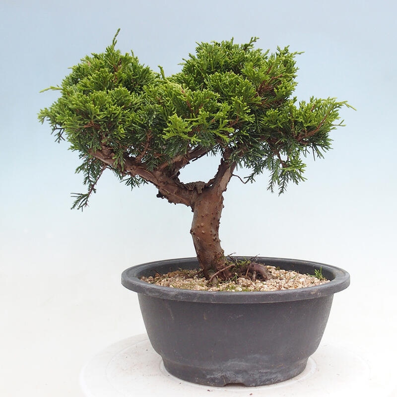 Outdoor bonsai - Juniperus chinensis Itoigawa - Chinese juniper