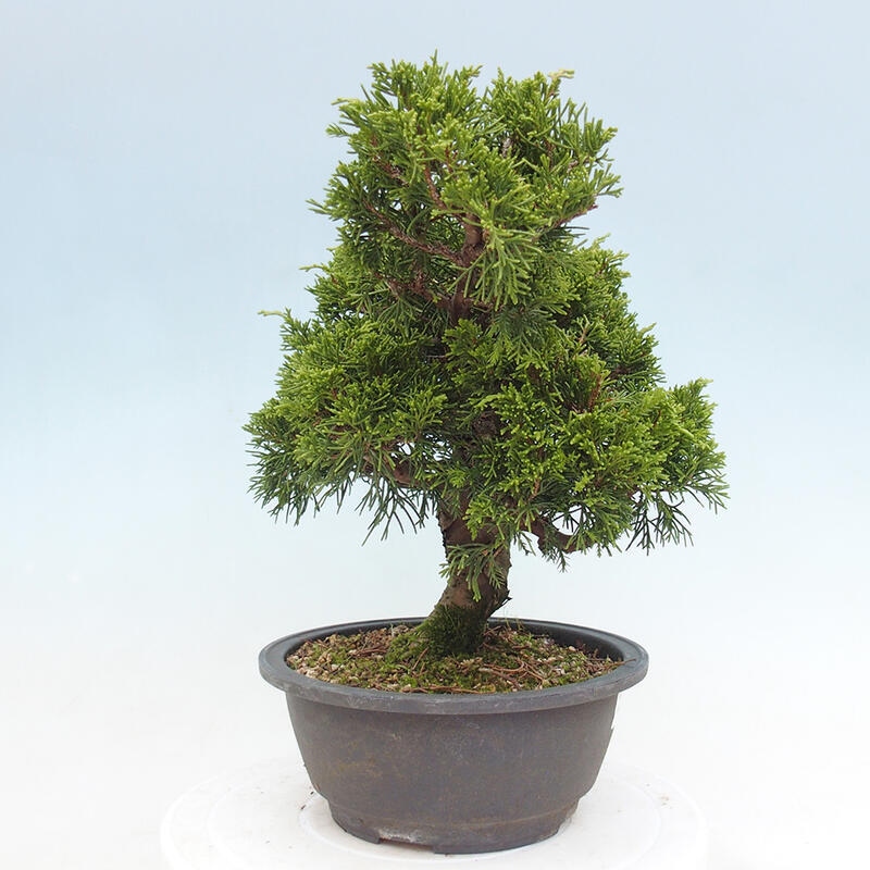 Outdoor bonsai - Juniperus chinensis Itoigawa - Chinese juniper