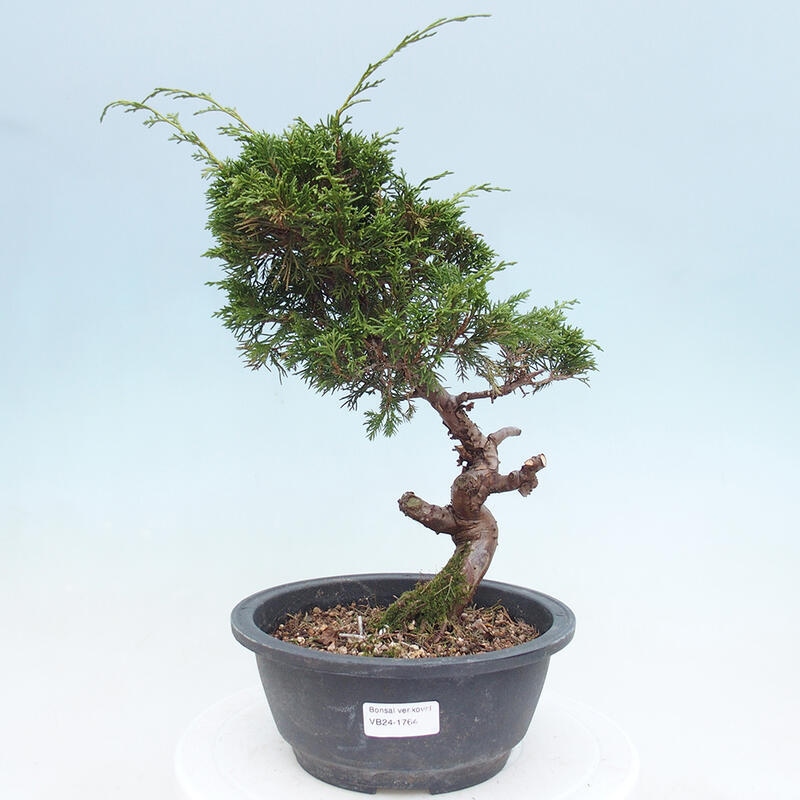 Outdoor bonsai - Juniperus chinensis Itoigawa - Chinese juniper