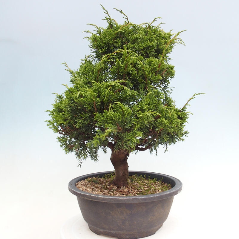 Outdoor bonsai - Juniperus chinensis Itoigawa - Chinese juniper