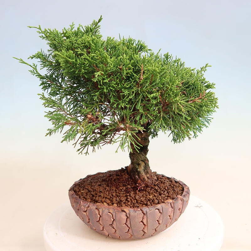 Outdoor bonsai - Juniperus chinensis Itoigawa - Chinese juniper